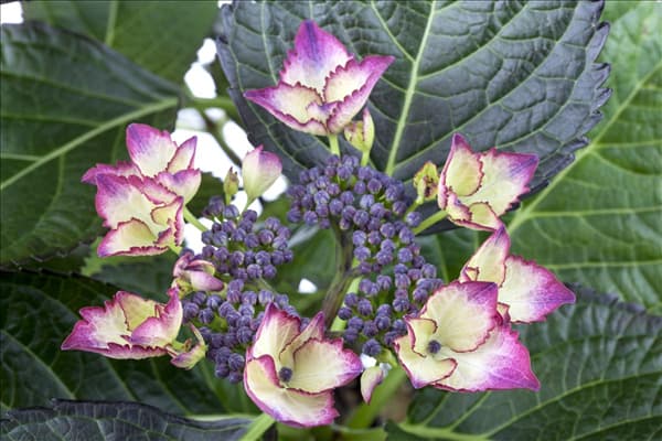 Hydrangea macrophylla 'Dark Angel'®