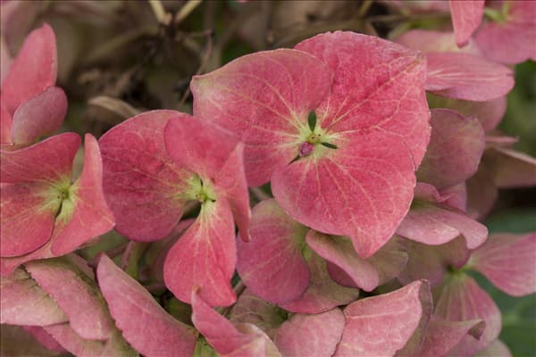 Hydrangea macrophylla 'Dark Angel'®