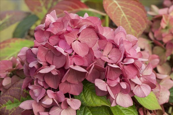Hydrangea macrophylla 'Dark Angel'®
