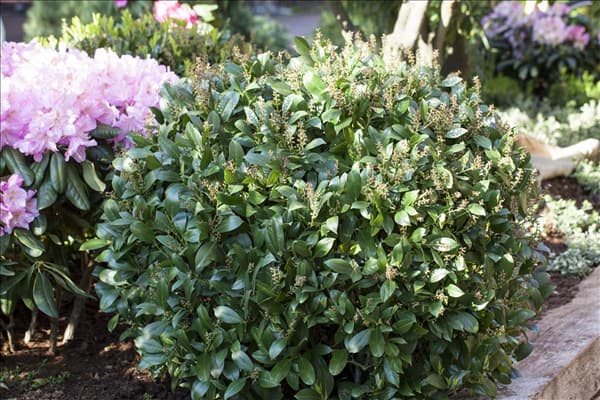 Prunus laurocerasus 'Mano'