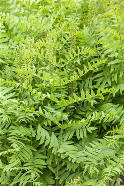 Osmunda regalis