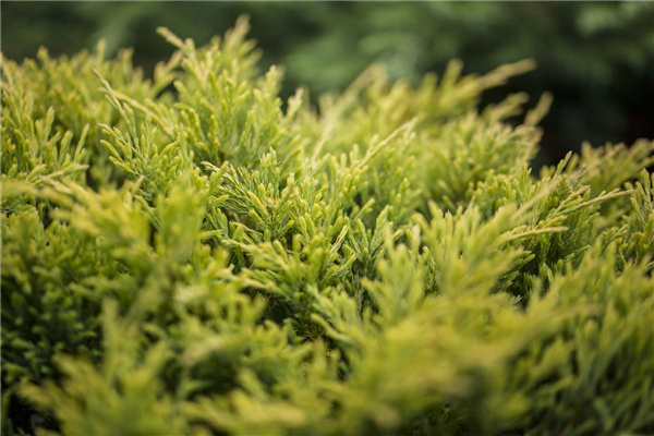 Juniperus horizontalis 'Limeglow'
