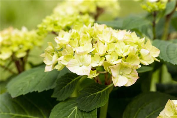 Hydrangea macrophylla 'Diva Fiore'®