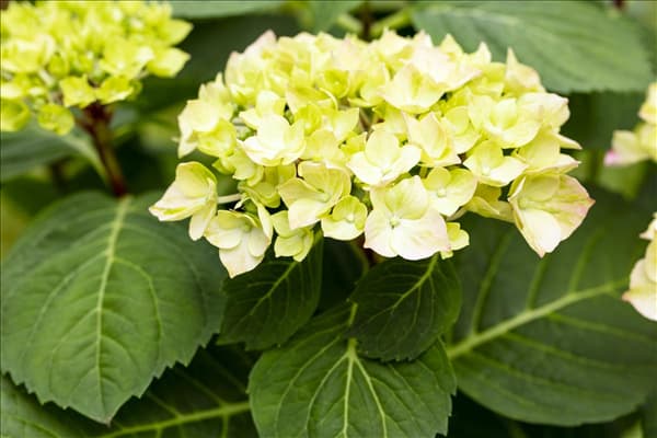 Hydrangea macrophylla 'Diva Fiore'®