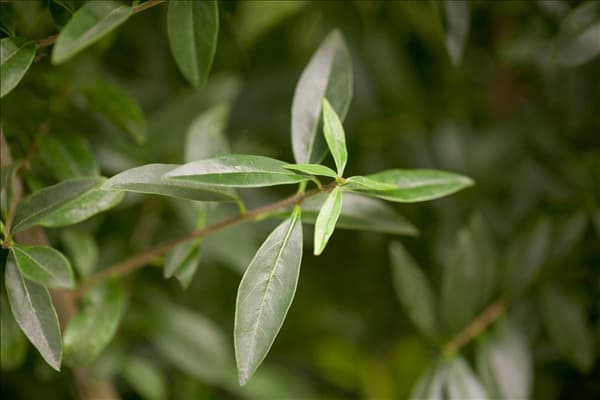 Ligustrum vulgare