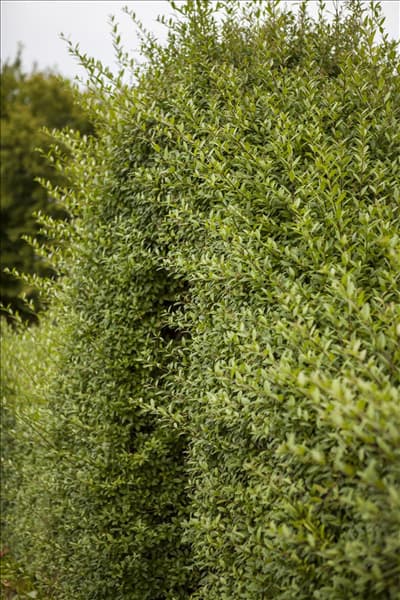 Ligustrum vulgare