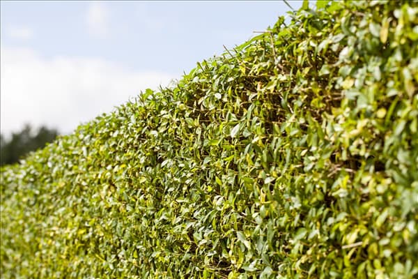 Ligustrum vulgare