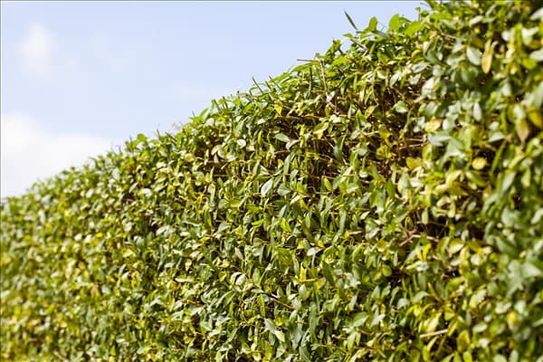 Ligustrum vulgare