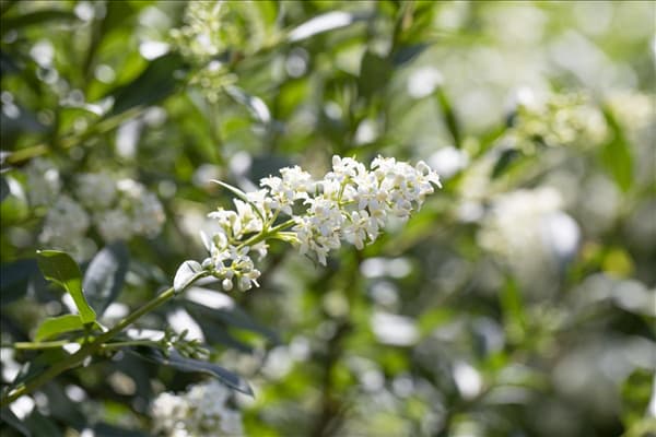 Ligustrum vulgare