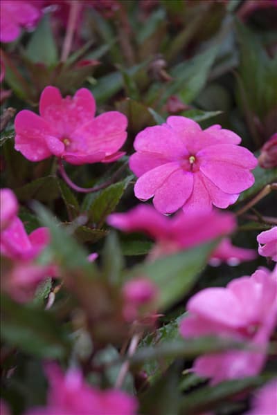 Impatiens neuguinea