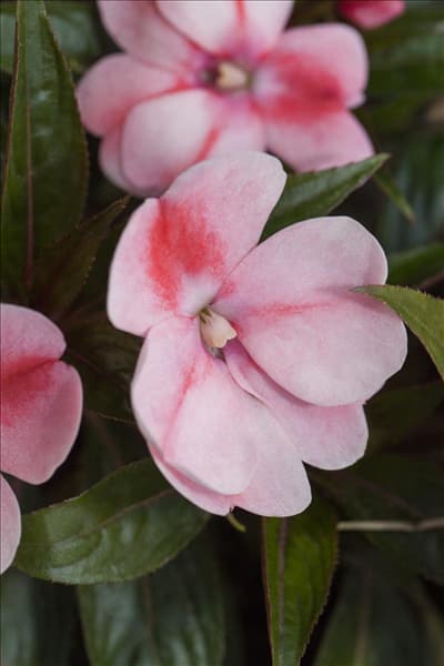 Impatiens neuguinea