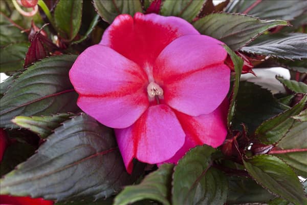 Impatiens neuguinea