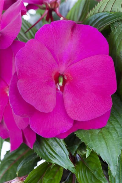 Impatiens neuguinea