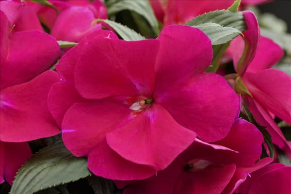Impatiens neuguinea