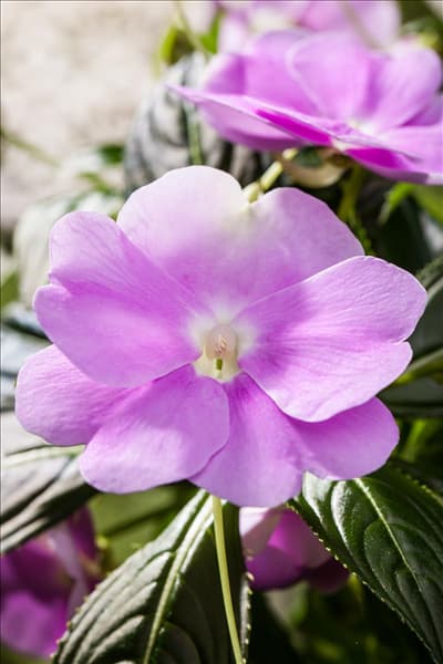 Impatiens neuguinea