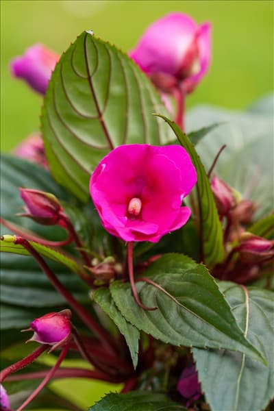 Impatiens neuguinea