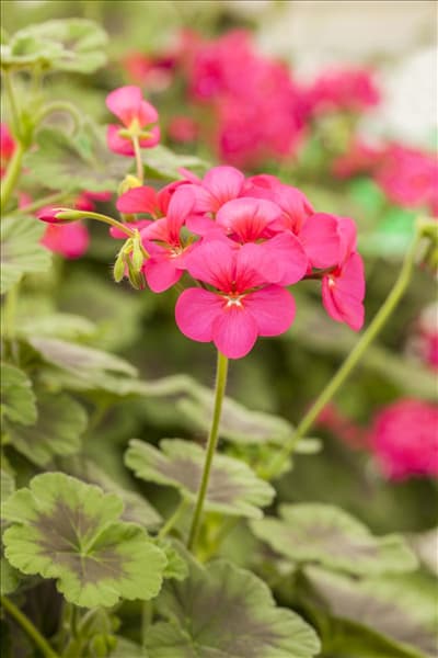 Pelargonium interspecific
