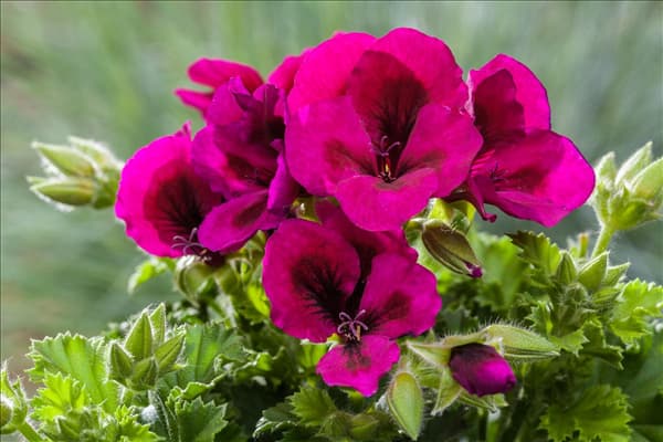 Pelargonium interspecific
