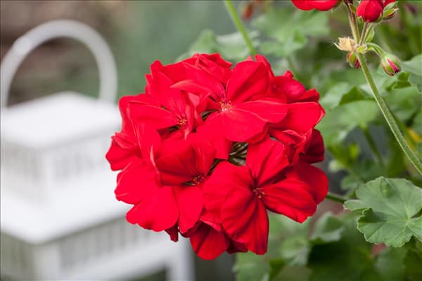 Pelargonium interspecific