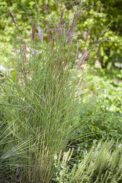 Miscanthus sinensis 'Kleine Fontäne'