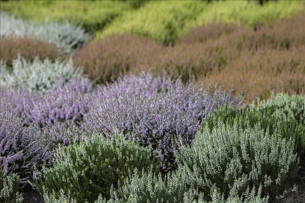 Heidegarten