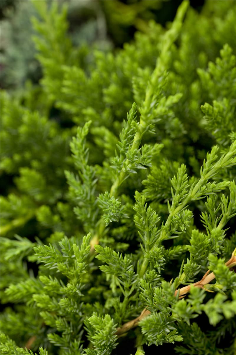 Juniperus horizontalis