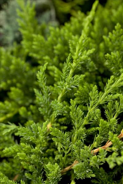 Juniperus horizontalis