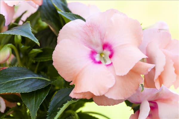 Impatiens neuguinea, lachsrosa
