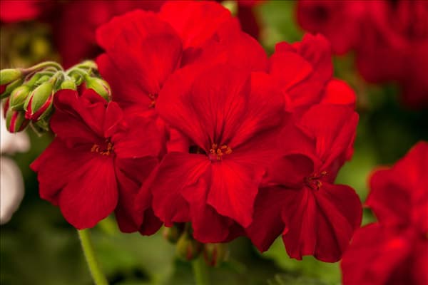 Pelargonium interspecific 'Cassiopeia'®