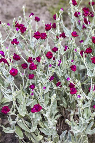 Lychnis coronaria