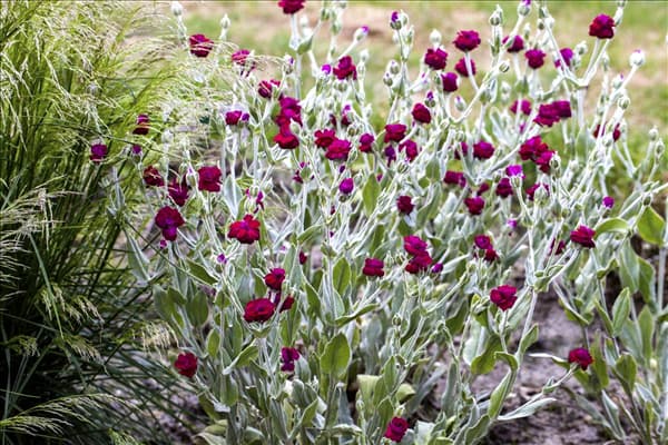 Lychnis coronaria