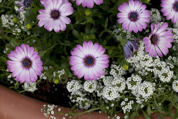Osteospermum ecklonis