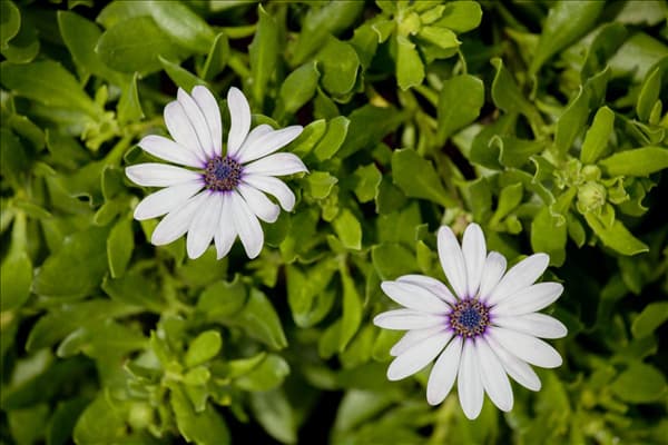 Osteospermum ecklonis