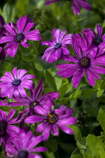 Osteospermum ecklonis
