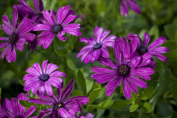 Osteospermum ecklonis