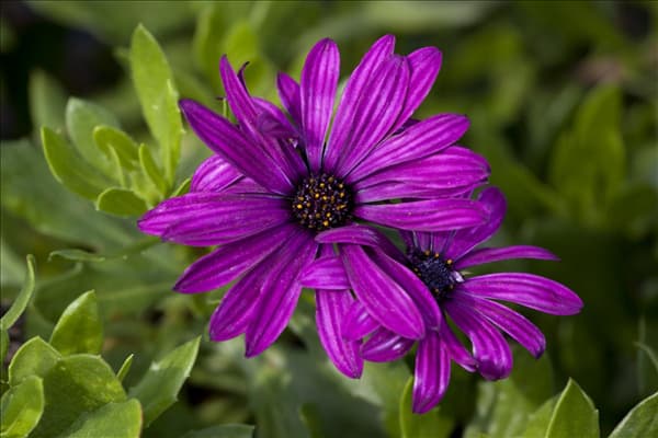 Osteospermum ecklonis