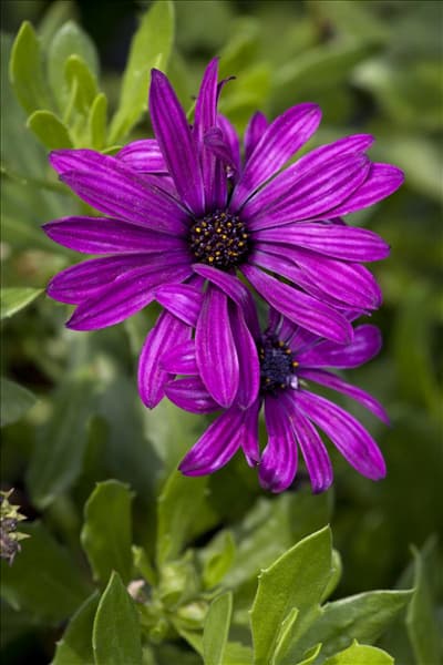 Osteospermum ecklonis
