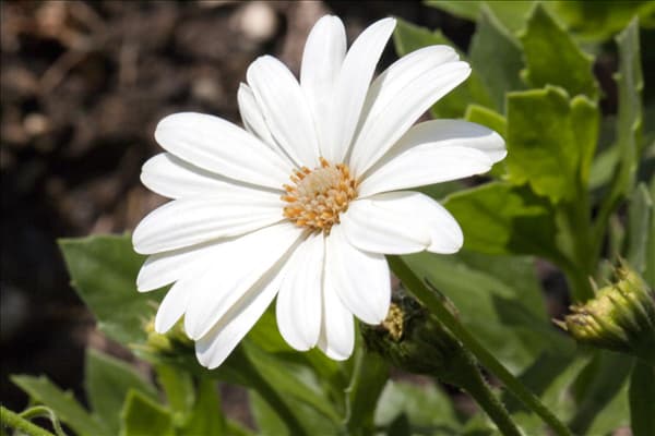 Osteospermum ecklonis