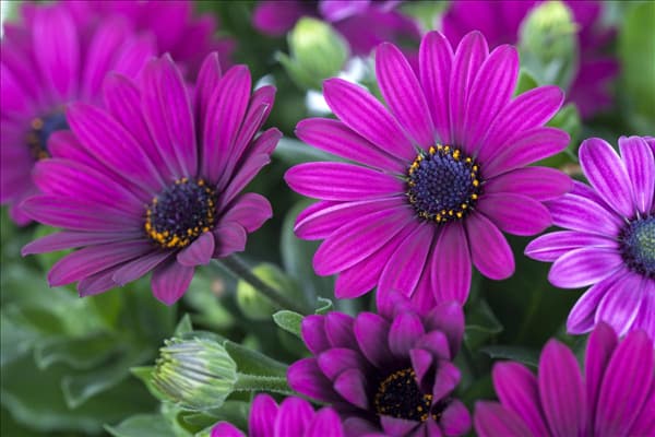Osteospermum ecklonis
