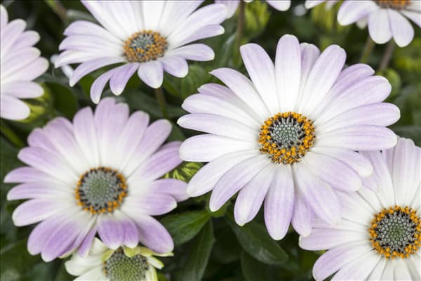 Osteospermum ecklonis
