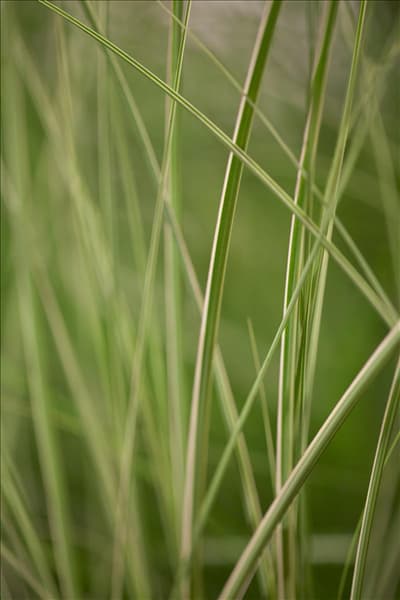 Miscanthus sinensis 'Kleine Silberspinne'
