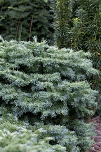 Larix kaempferi