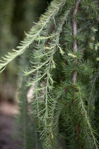 Larix kaempferi