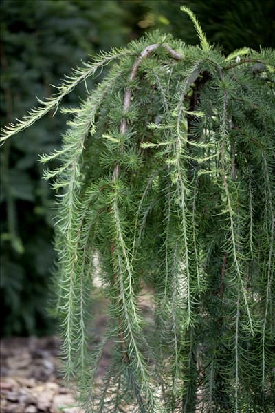 Larix kaempferi 'Pendula'