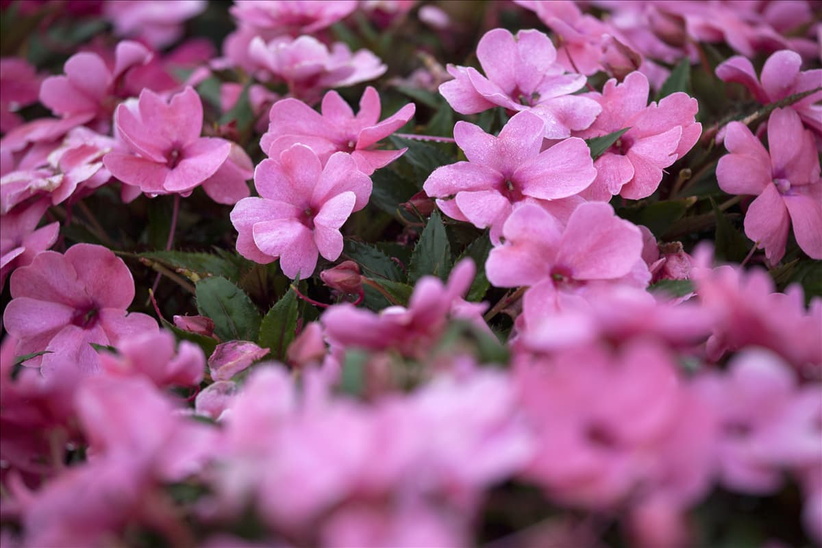 Impatiens neuguinea, rosa