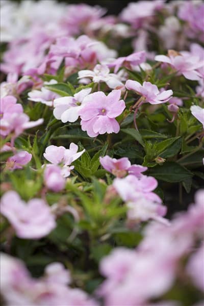 Impatiens neuguinea, rosa