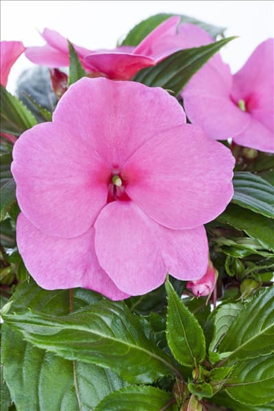 Impatiens neuguinea, rosa