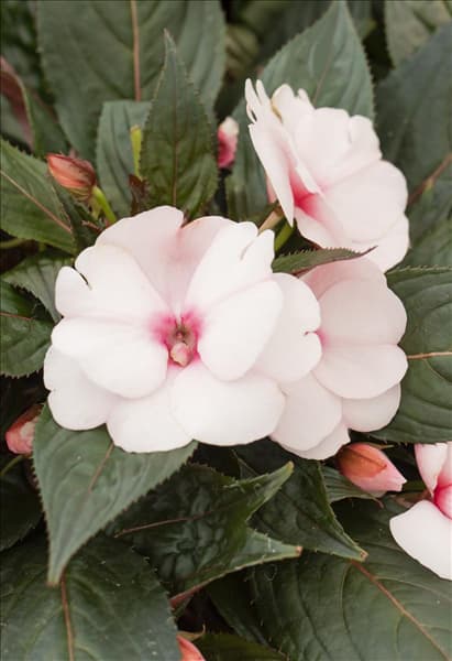 Impatiens neuguinea, rosa