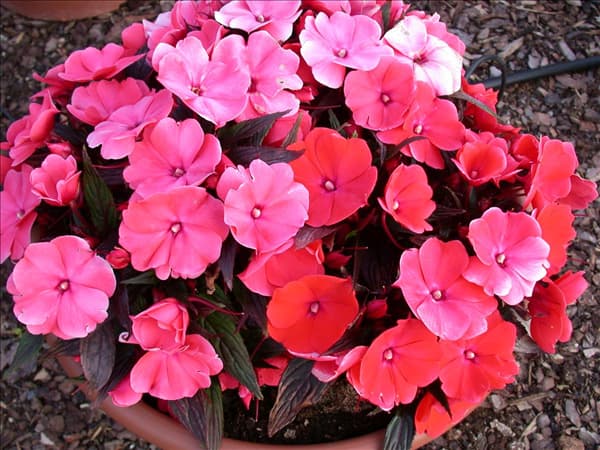 Impatiens neuguinea, rosa