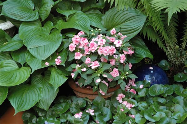Impatiens neuguinea, rosa